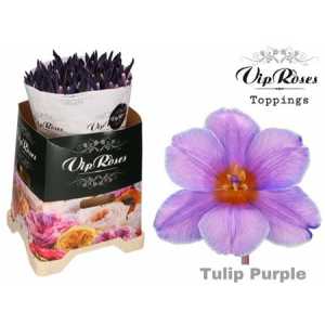 Tulipa Vip En Pastel Purple