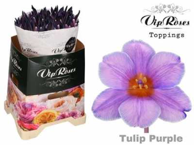 Tulipa Vip En Pastel Purple