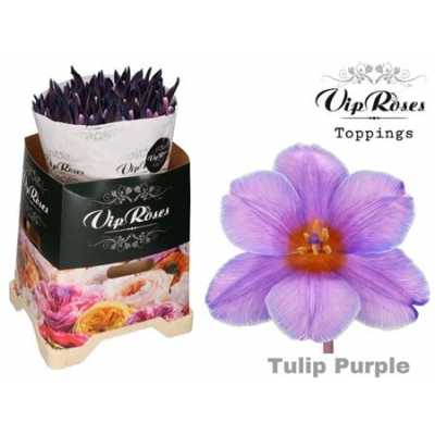 Tulipa Vip En Pastel Purple