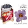 Tulipa Vip En Pastel Violet