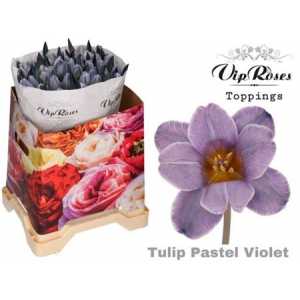 Tulipa Vip En Pastel Violet