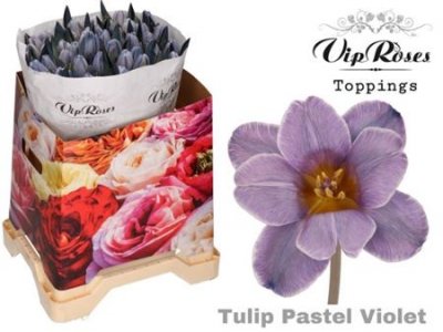 Tulipa Vip En Pastel Violet