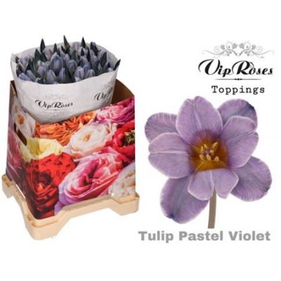Tulipa Vip En Pastel Violet