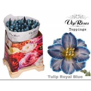 Tulipa Vip En Royal Blue