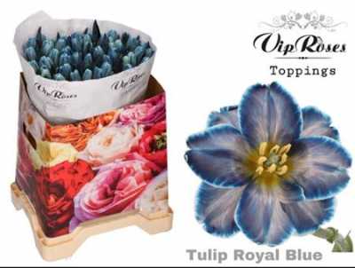 Tulipa Vip En Royal Blue