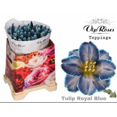Tulipa Vip En Royal Blue