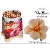 Tulipa Vip En Salmon