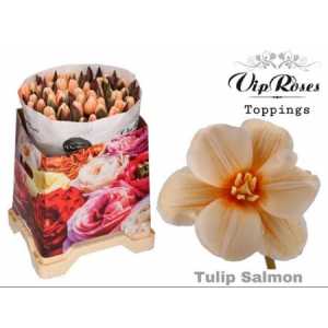 Tulipa Vip En Salmon