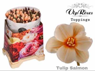 Tulipa Vip En Salmon