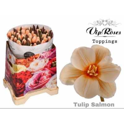 Tulipa Vip En Salmon