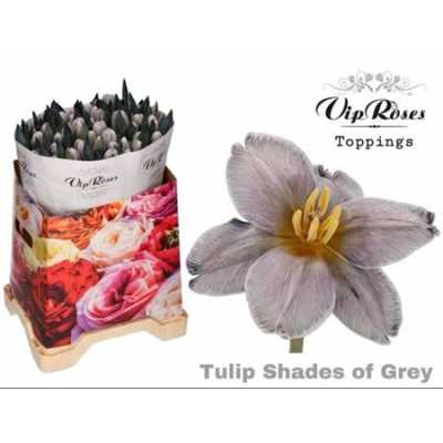 Tulipa Vip En Shades Of Grey