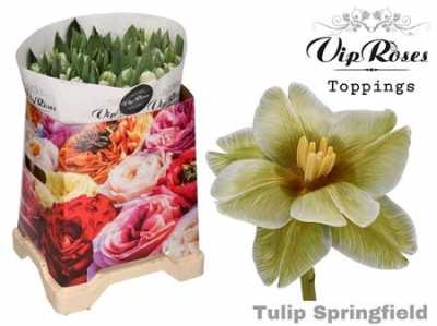 Tulipa Vip En Springfield