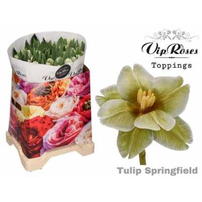 Tulipa Vip En Springfield
