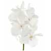 Vanda Ansu No.1