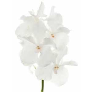 Vanda Ansu No.1