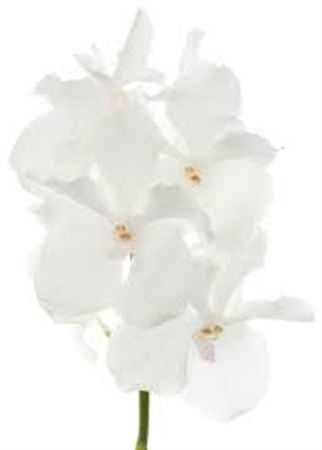 Vanda Ansu No.1