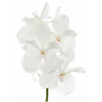 Vanda Ansu No.1