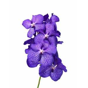 Vanda Blue Magic