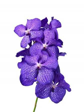 Vanda Blue Magic