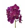 Vanda Cerise Magic