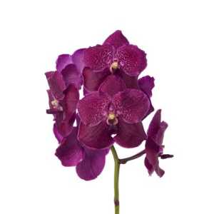 Vanda Cerise Magic