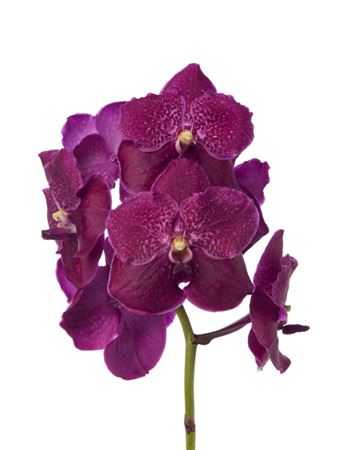 Vanda Cerise Magic