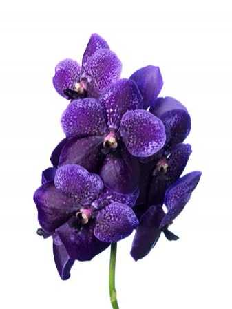 Vanda Divana Lilac And Aubergine