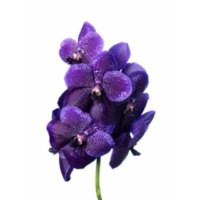 Vanda Divana Lilac And Aubergine