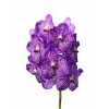 Vanda Exotic Purple