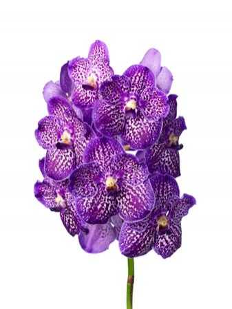 Vanda Exotic Purple
