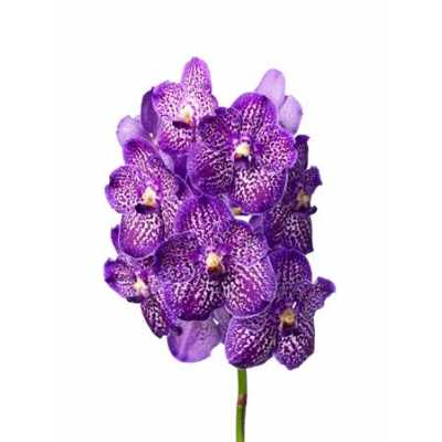 Vanda Exotic Purple