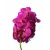 Vanda Fuchsia Magic