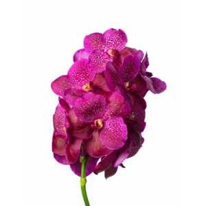 Vanda Fuchsia Magic