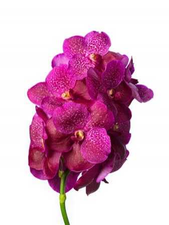 Vanda Fuchsia Magic