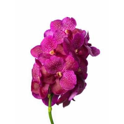 Vanda Fuchsia Magic
