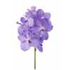 Vanda Kan Angelite