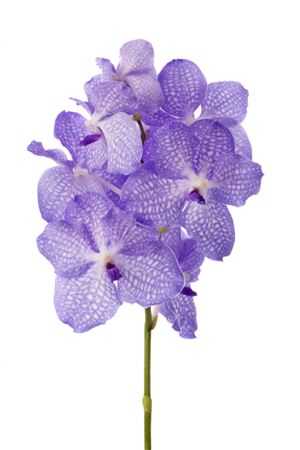 Vanda Kan Angelite