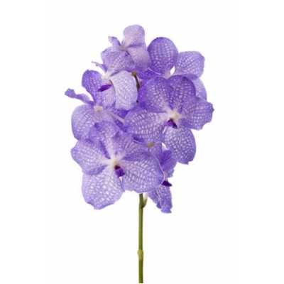 Vanda Kan Angelite