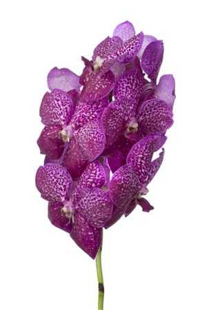 Vanda Mag Glitter
