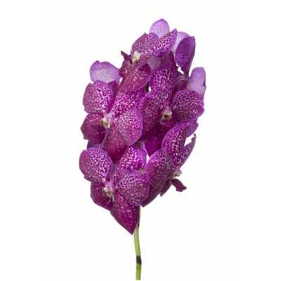 Vanda Mag Glitter