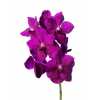 Vanda Ni Rasp Cerise