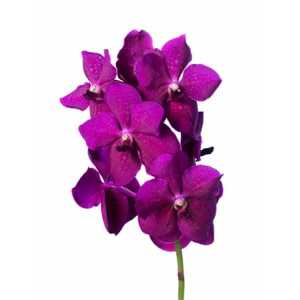 Vanda Ni Rasp Cerise