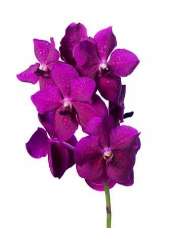 Vanda Ni Rasp Cerise