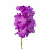 Vanda Ni Rosy