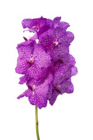 Vanda Ni Rosy