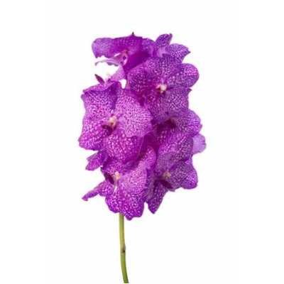 Vanda Ni Rosy