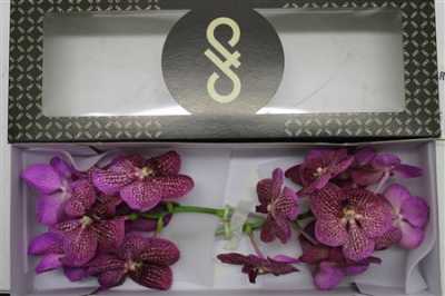 Vanda Ni Tropi Punch