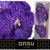 Vanda Ni Tweed Blue