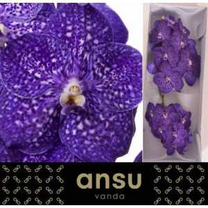 Vanda Ni Tweed Blue