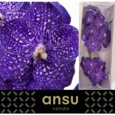 Vanda Ni Tweed Blue